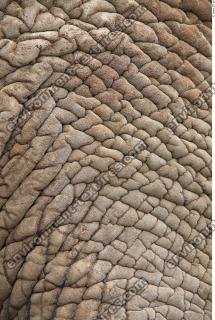 elephant skin 0004